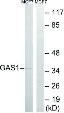 Anti-GAS1 antibody produced in rabbit