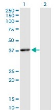 Monoclonal Anti-HHEX antibody produced in