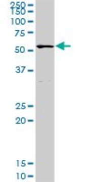 Anti-POLA2 antibody produced in rabbit