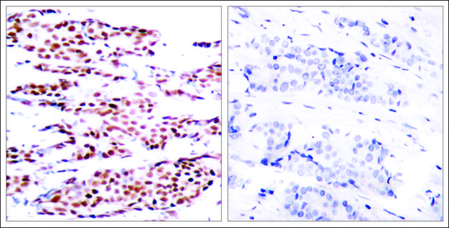 Anti-phospho-JUNB (pSer??) antibody produced in