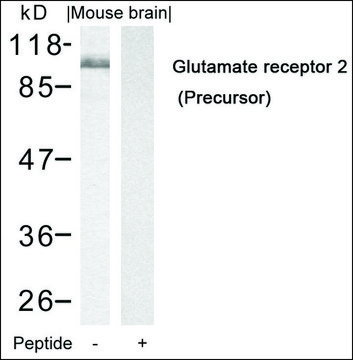 Anti-GRIA2 (Ab-880) antibody produced in