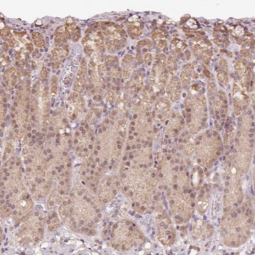 Anti-TMEM170B antibody produced in rabbit