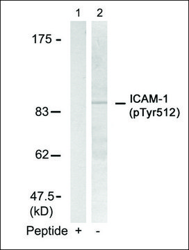 Anti-phospho-ICAM1 (pTyr?¹²) antibody produced in
