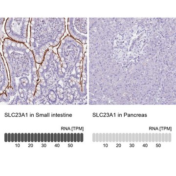 Anti-SLC23A1 antibody produced in rabbit