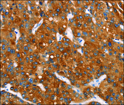 Anti-MT-CYB antibody produced in rabbit