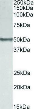 Anti-BLK (N-terminal) antibody produced in