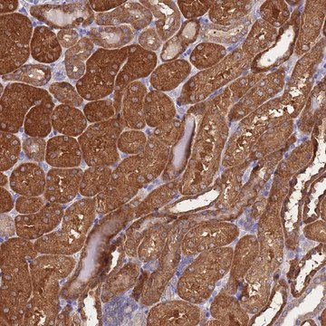 Anti-PRR32 antibody produced in rabbit