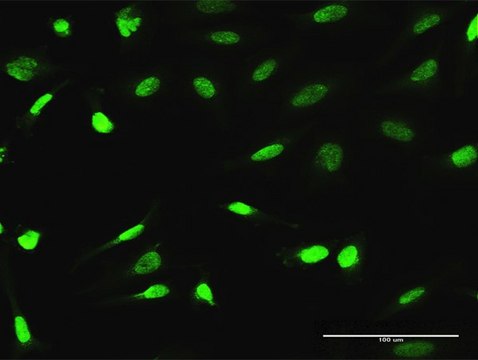 Anti-ESRRA antibody produced in rabbit