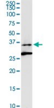 Anti-ALG5 antibody produced in rabbit