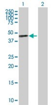 Anti-SAV1 antibody produced in rabbit
