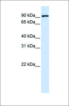 Anti-CTAGE5 (ab1) antibody produced in