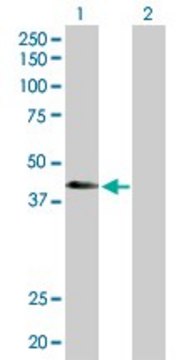 Anti-ATP6V1C2 antibody produced in rabbit