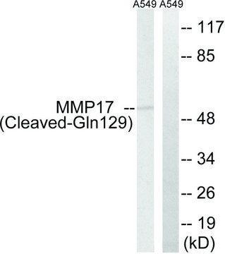 Anti-MMP17 (Cleaved-Gln¹²?) antibody produced in