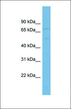 Anti-SLC7A1, (N-terminal) antibody produced in