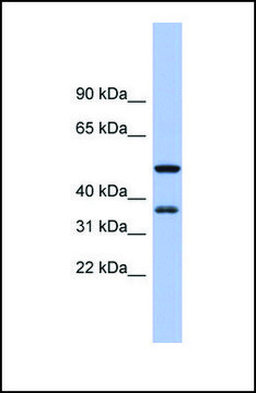 Anti-EIF2S1, (N-terminal) antibody produced in