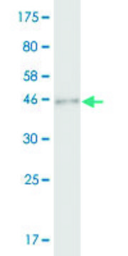 Monoclonal Anti-SAP30, (C-terminal) antibody produced