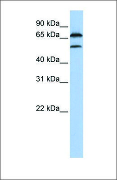 Anti-FBXO7 antibody produced in rabbit