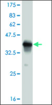ANTI-PUM2 antibody produced in mouse