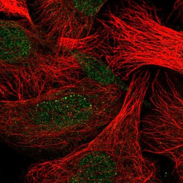Anti-CLEC7A antibody produced in rabbit