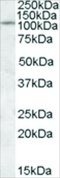 Anti-IA2 antibody produced in goat