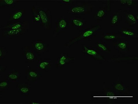 Anti-LHX4 antibody produced in rabbit