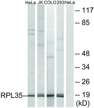 Anti-RPL35 antibody produced in rabbit