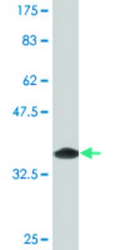 Monoclonal Anti-SH3MD2, (C-terminal) antibody produced