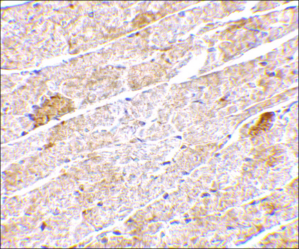 Anti-Neuritin antibody produced in rabbit