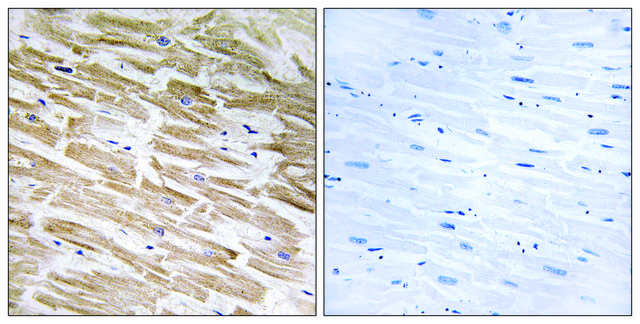Anti-NEURL2 antibody produced in rabbit