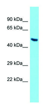 Anti-Angpt2 antibody produced in rabbit