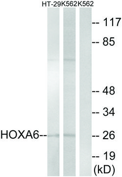 Anti-HOXA6 antibody produced in rabbit