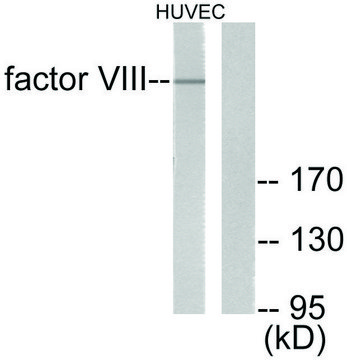 Anti-Factor VIII antibody produced in