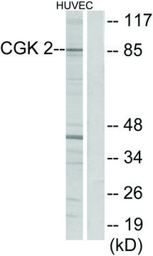 Anti-CGK 2 antibody produced in