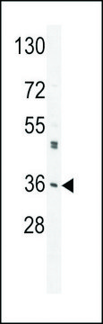 ANTI-M6PR(C-TERMINAL) antibody produced in rabbit