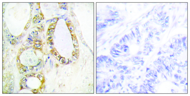 Anti-MUC13 antibody produced in rabbit