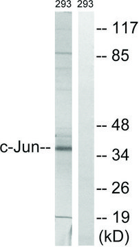 Anti-C-JUN antibody produced in rabbit