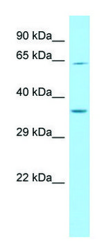 Anti-IL4I1 (C-terminal) antibody produced in