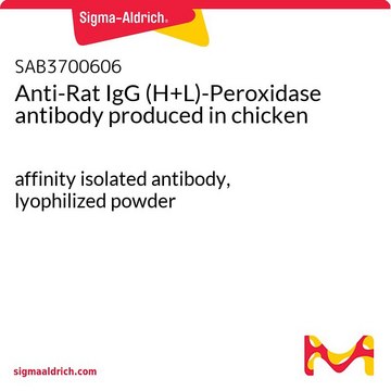 Anti-Rat IgG (H+L)-Peroxidase antibody produced