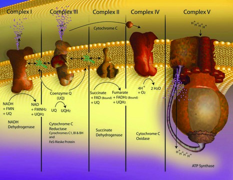 Cytochrome c from human heart
