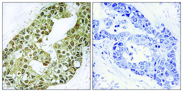 Anti-I?B-? antibody produced in rabbit