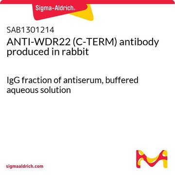 ANTI-WDR22 (C-TERM) antibody produced in