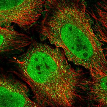 Anti-BCL3 antibody produced in rabbit