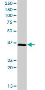 Anti-CIAPIN1 antibody produced in rabbit