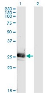 Monoclonal Anti-NOG, (C-terminal) antibody produced
