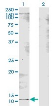 Monoclonal Anti-B2M antibody produced in