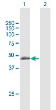 Anti-TLL1 antibody produced in mouse