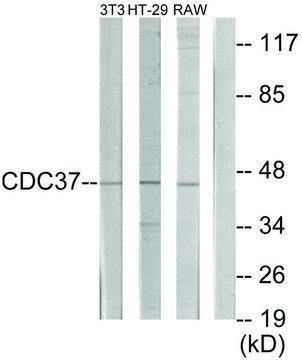 Anti-p50 CDC37 antibody produced in