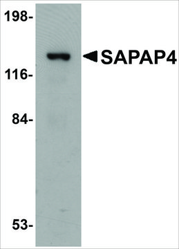 Anti-SAPAP4 antibody produced in rabbit