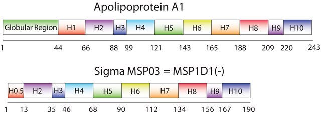 Membrane Scaffold Protein 1D1(-)