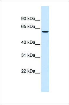 Anti-STXBP1 antibody produced in rabbit